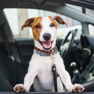 Doogie Do-Rite | Drive-Thru Service