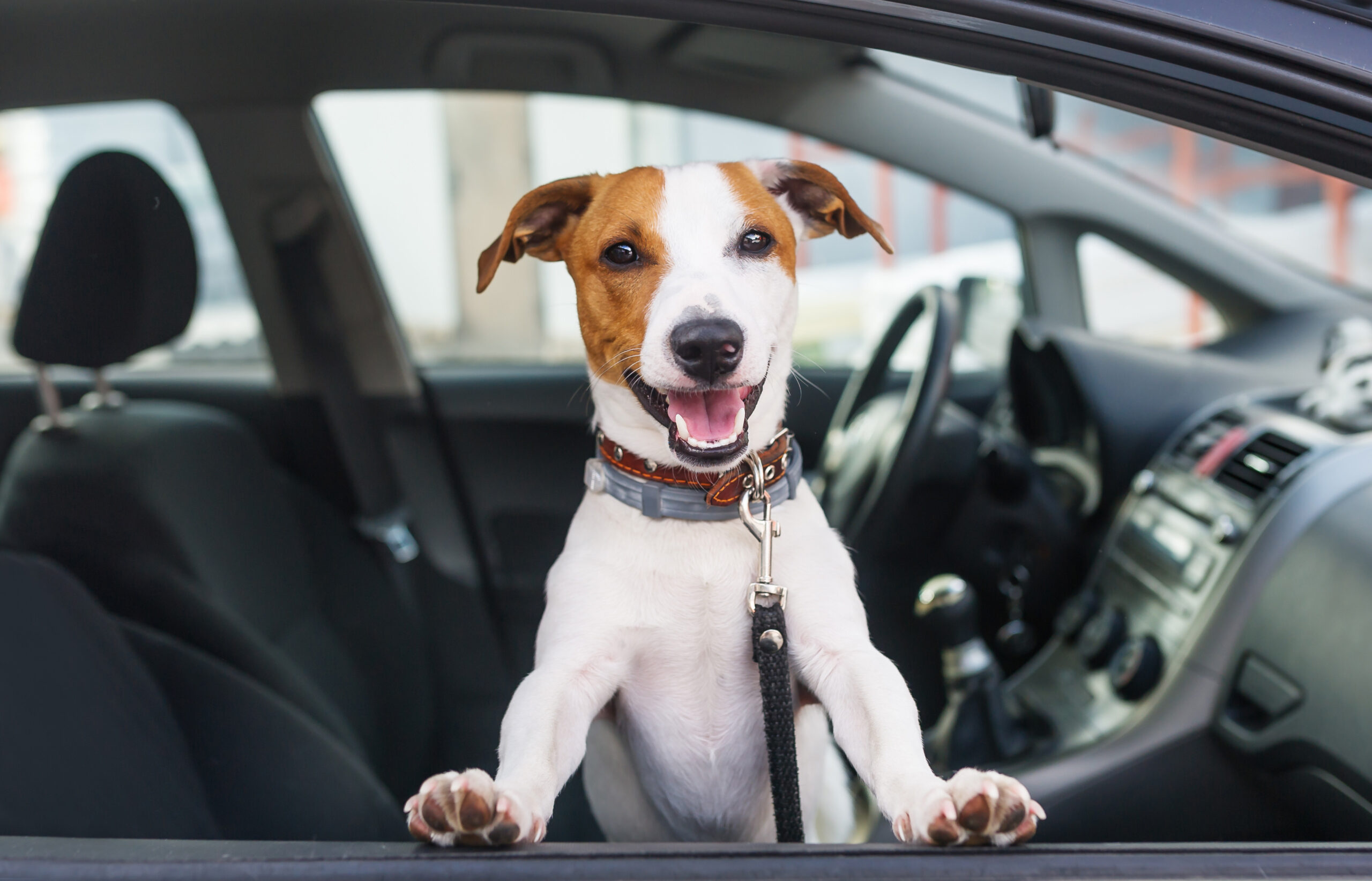 Doggie Do-Rite offers Doggie Drive-Thru Service. Let our staff get your doggie in and out of your car.