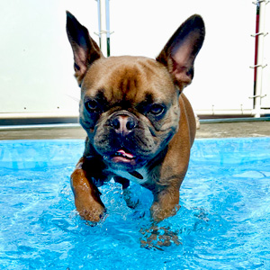 Doogie Do-Rite In-Ground Swimming Pool