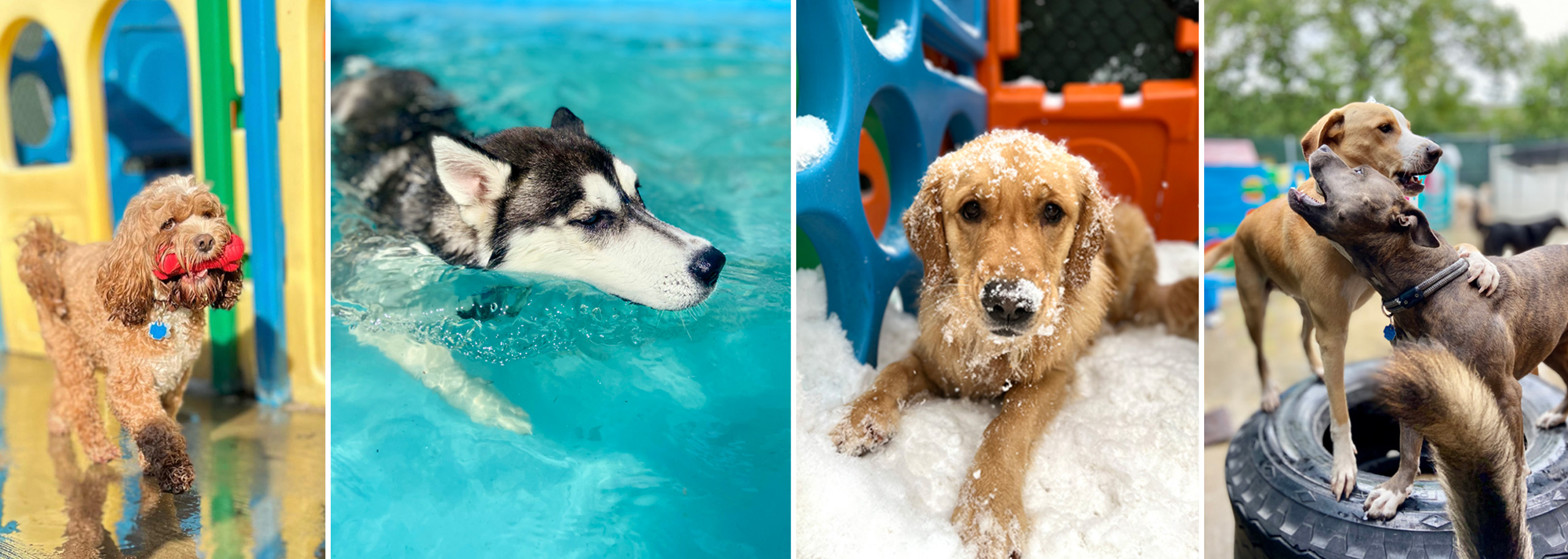 About Doggie Do-Rite Daycare | Northbrook, IL