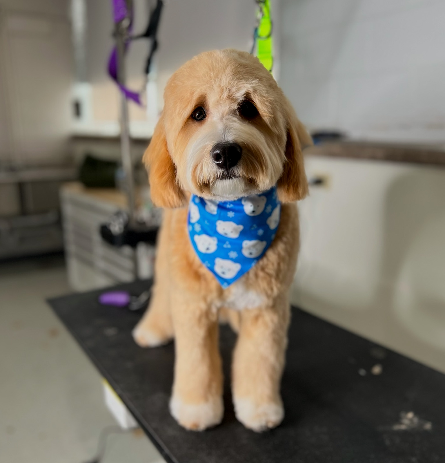 After Full Grooming