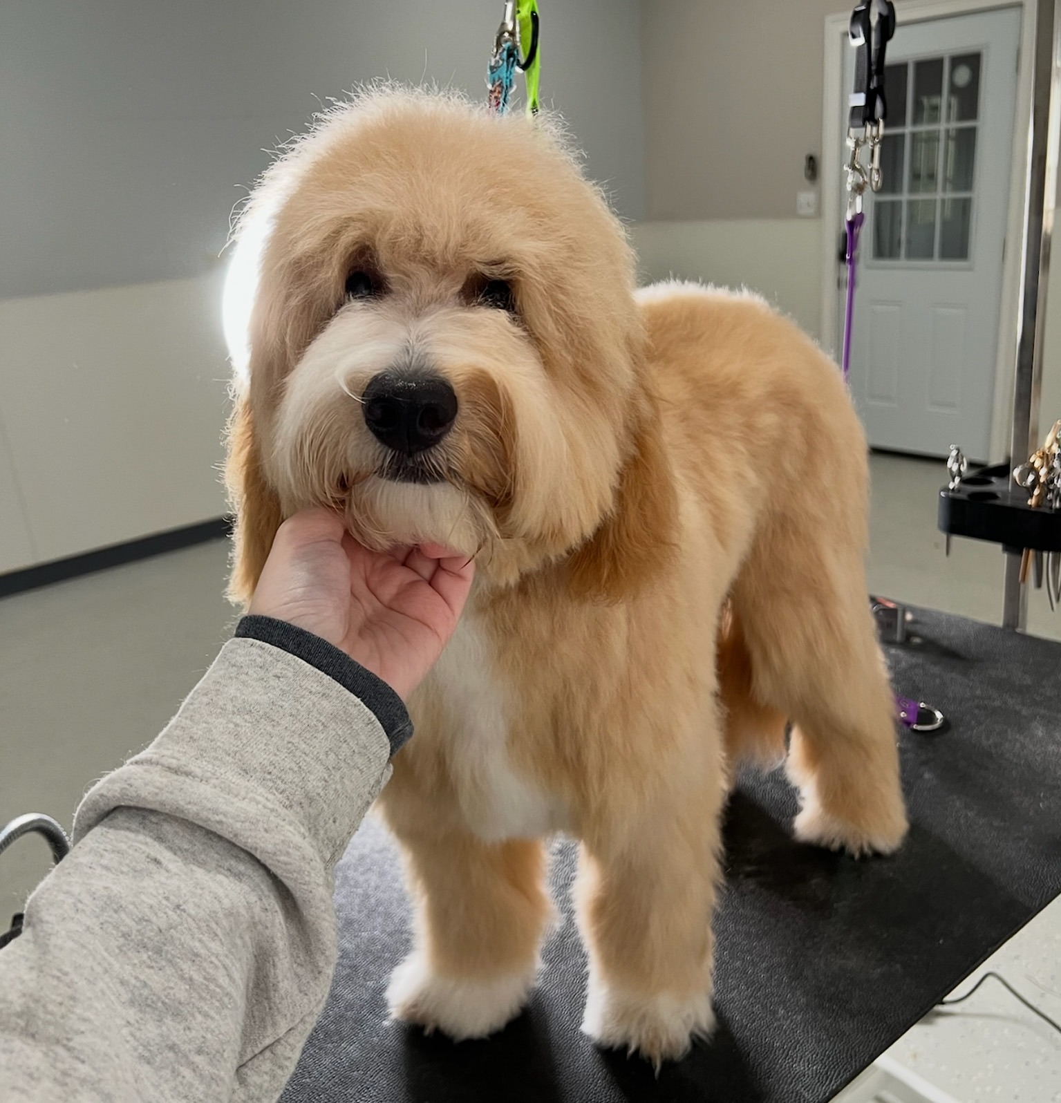 Before Full Grooming